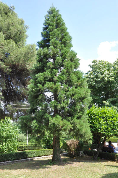 Balsam Fir - Christmas Tree Seed Grow Kit - Image 3