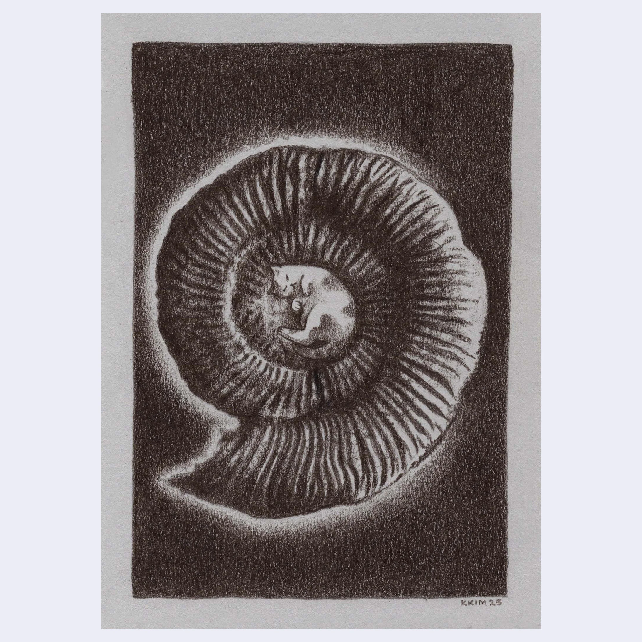 Dino Show 2025 - Kaylynn Kim - "Ammonite Cat (Golden Ratio)"