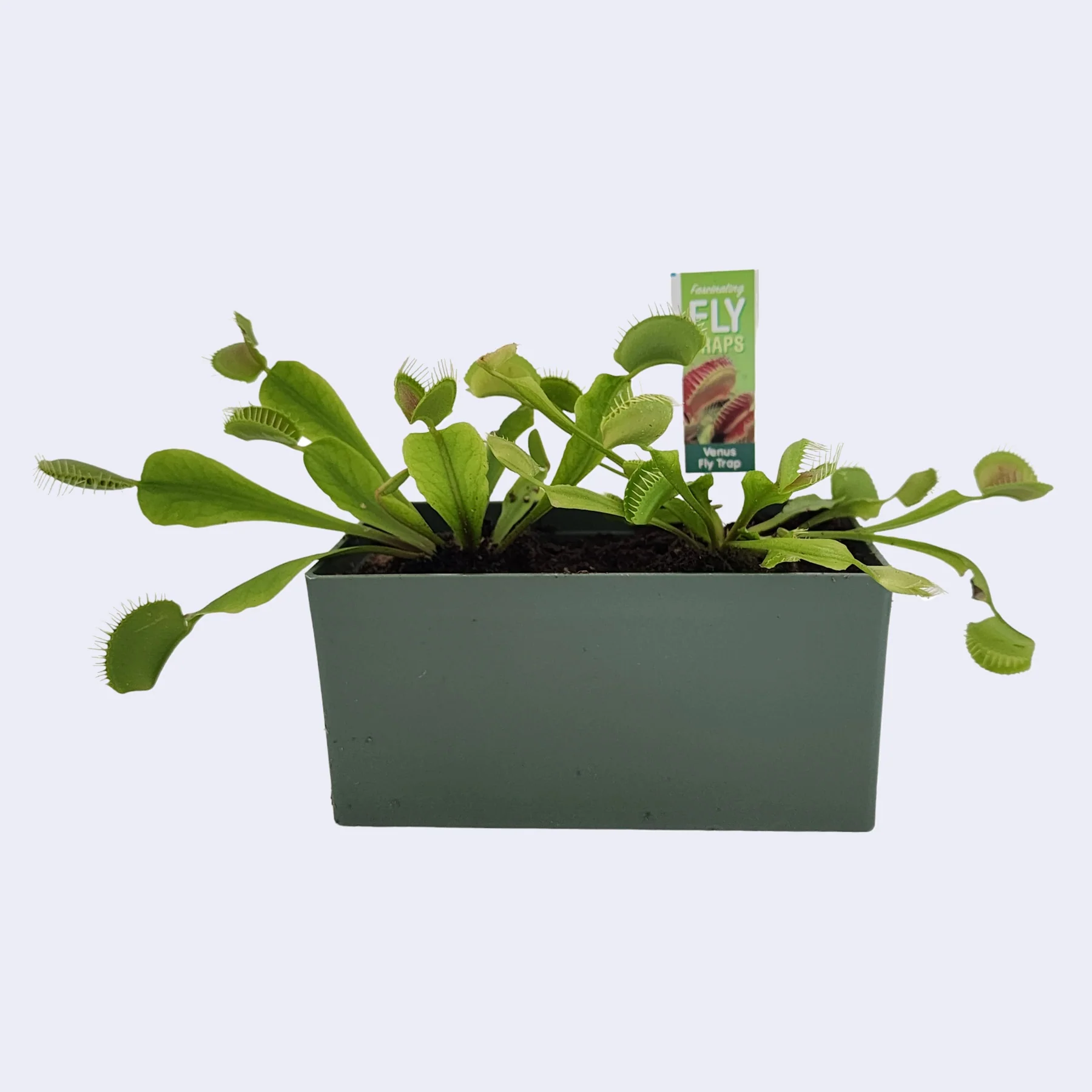 Fascinating Fly Traps Terrarium Kit - Image 2