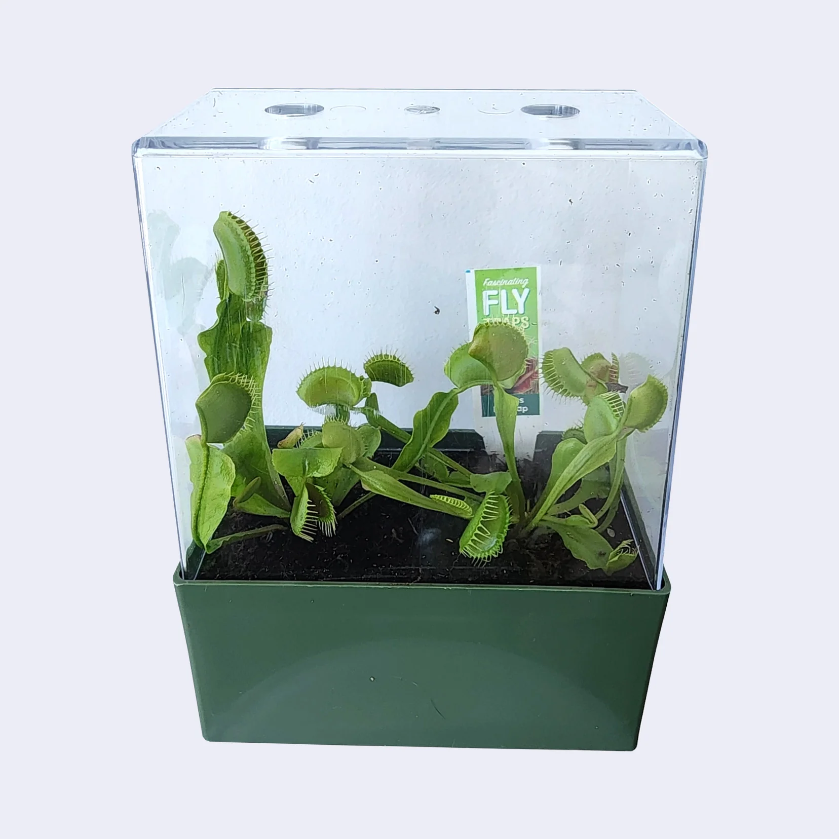 Fascinating Fly Traps Terrarium Kit - Image 3