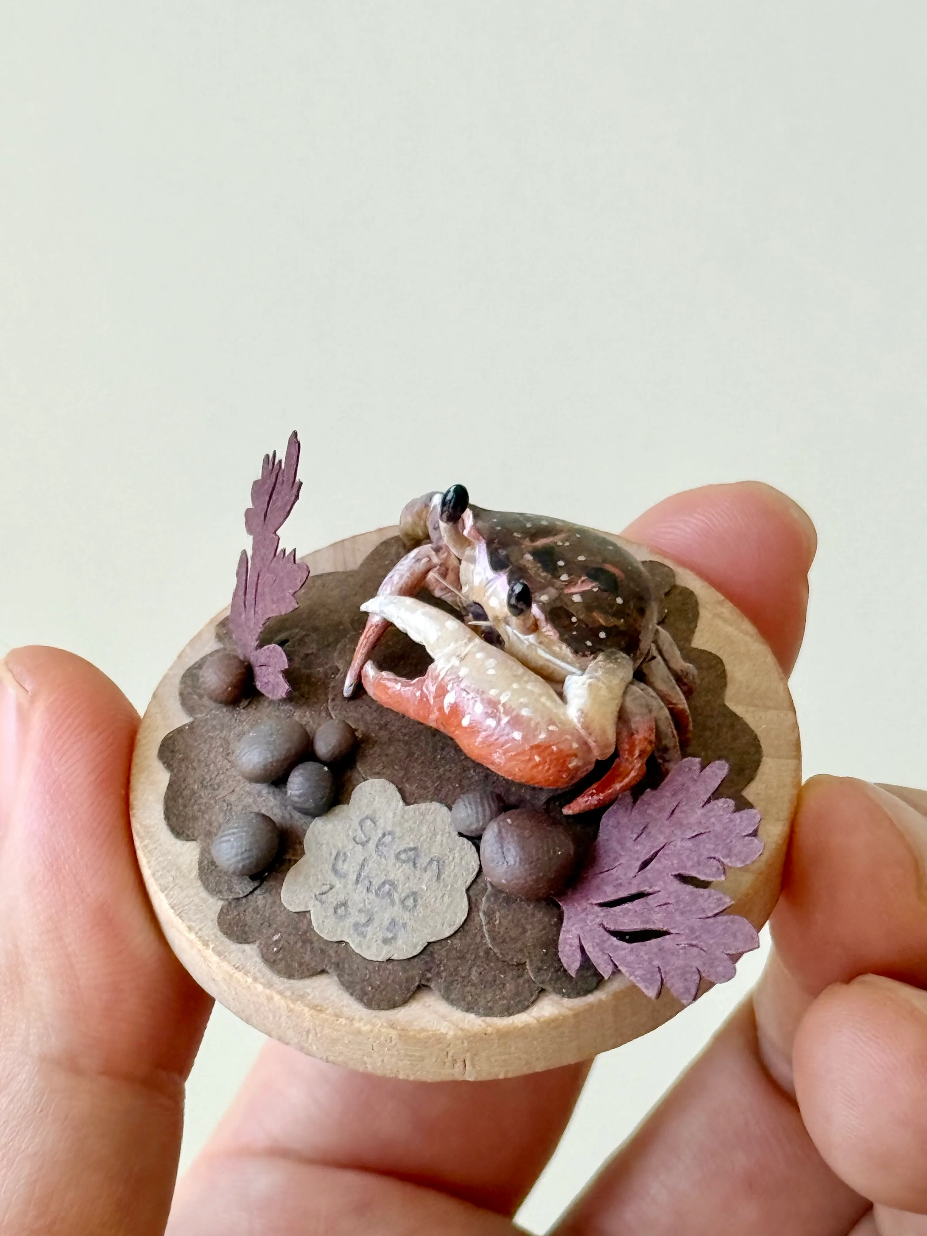 Hello Again - #80 - Sean Chao - "Fiddler Crab" - Image 2