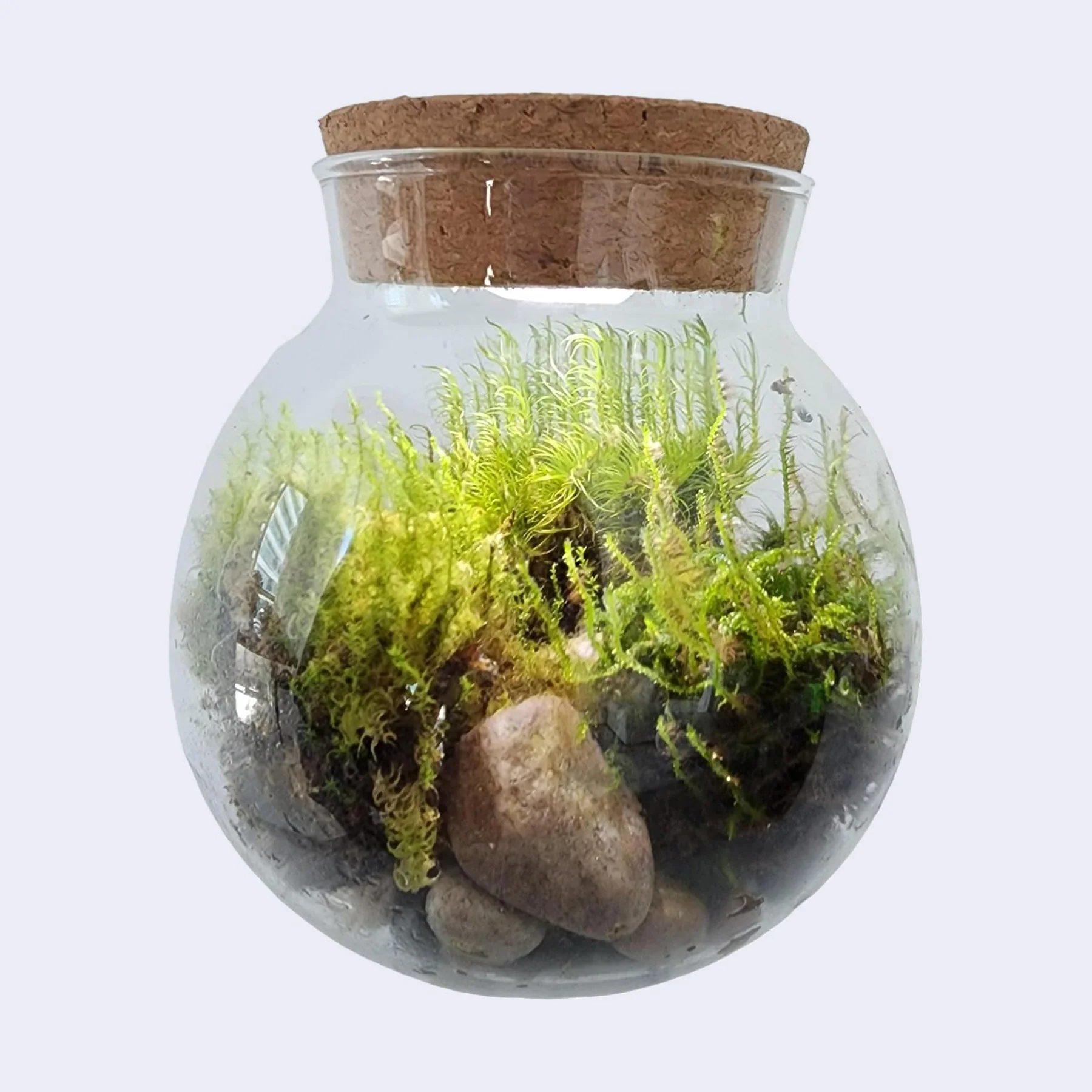 Moss Bowl - Glass Terrarium Aquascape Kit - Image 2