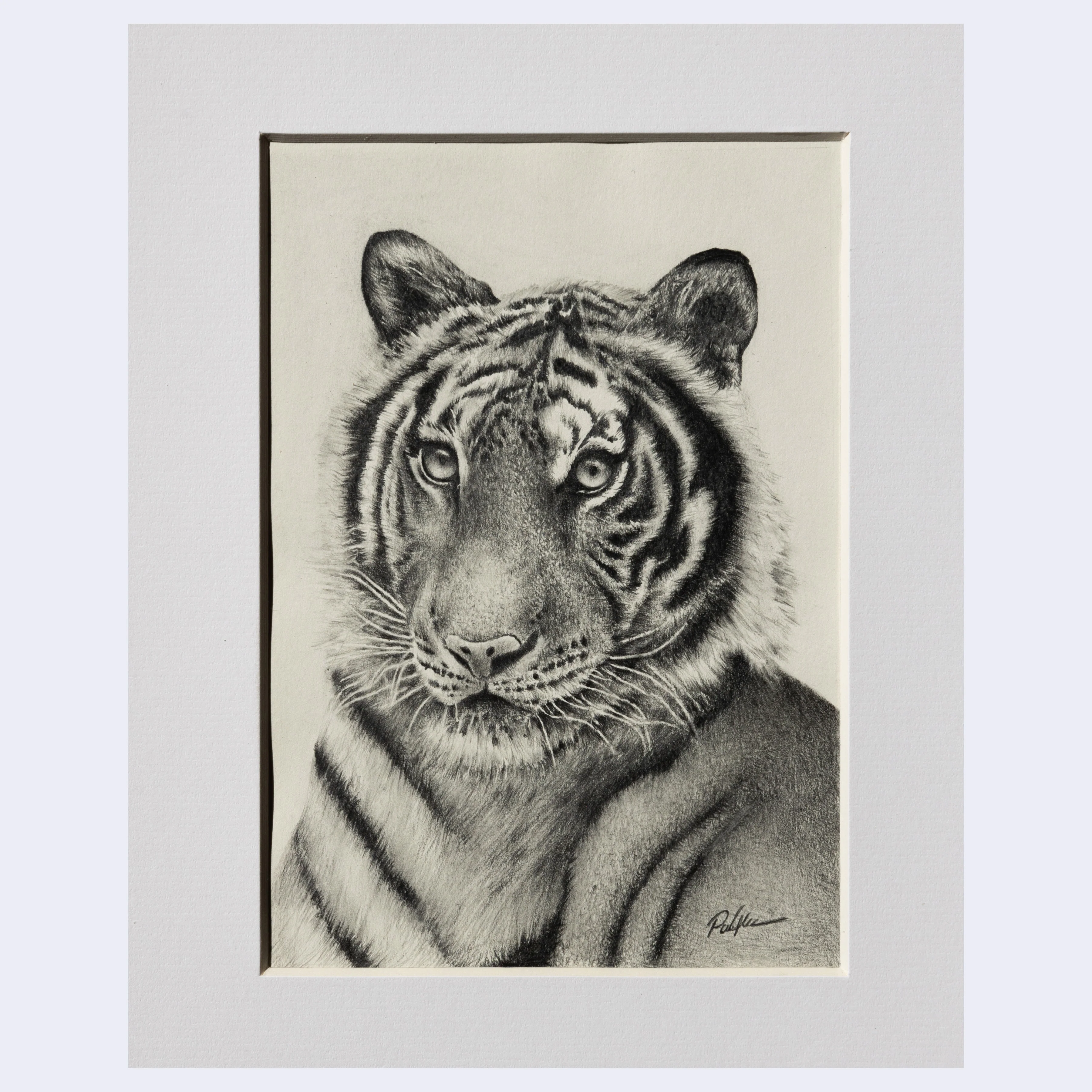 Neko 2024 - Parker Thornton - "Panthera Tigris"