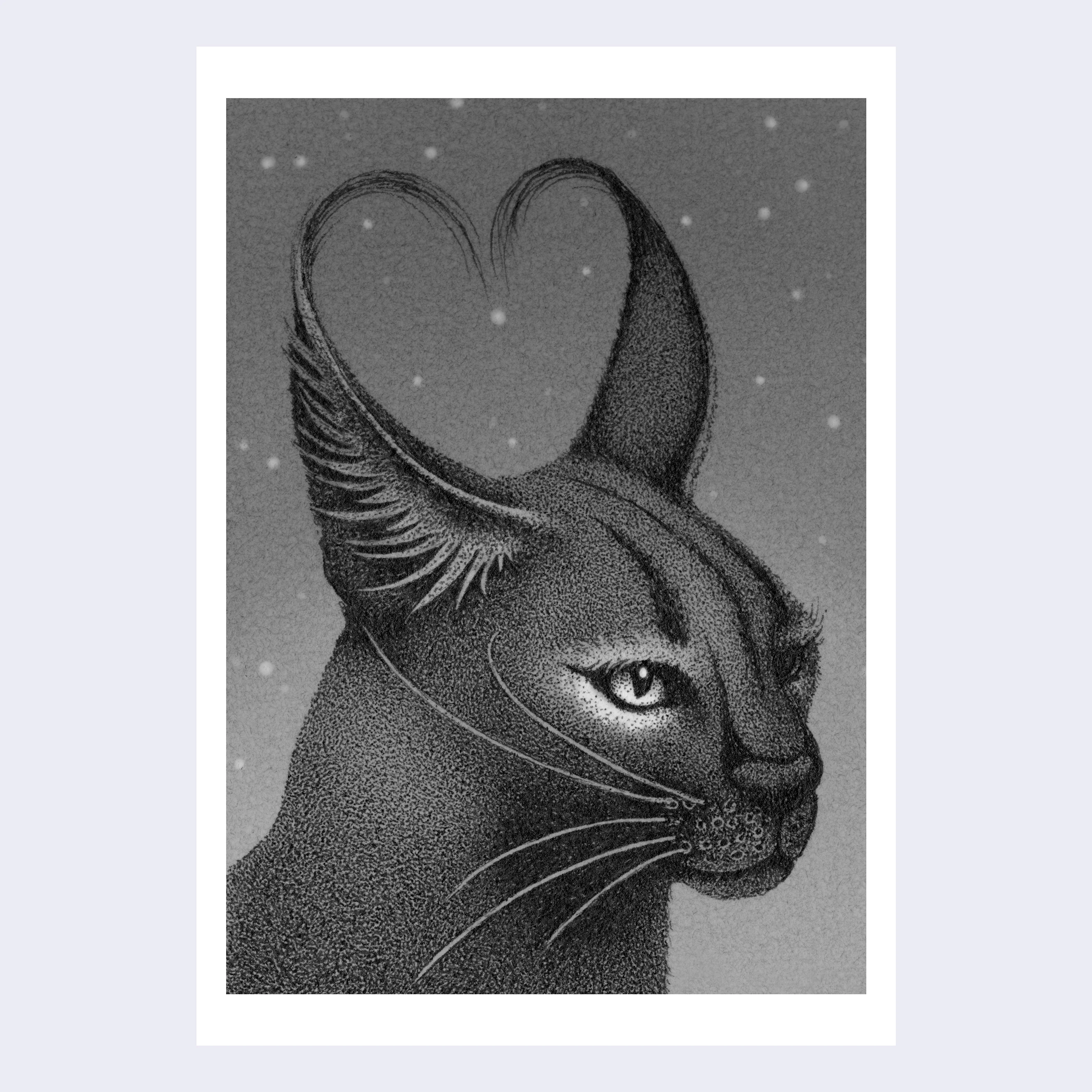 Neko Show 2023 - Juliet Schreckinger - "Coal the Caracal" - Image 2