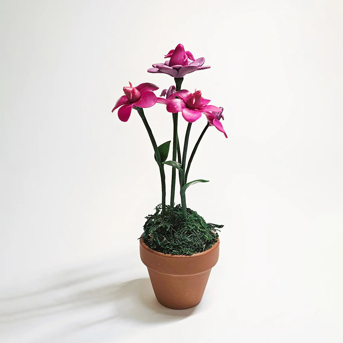 Plants & Flowers 2024 - Sun-Mo Koo - "Sprouting Purple!"