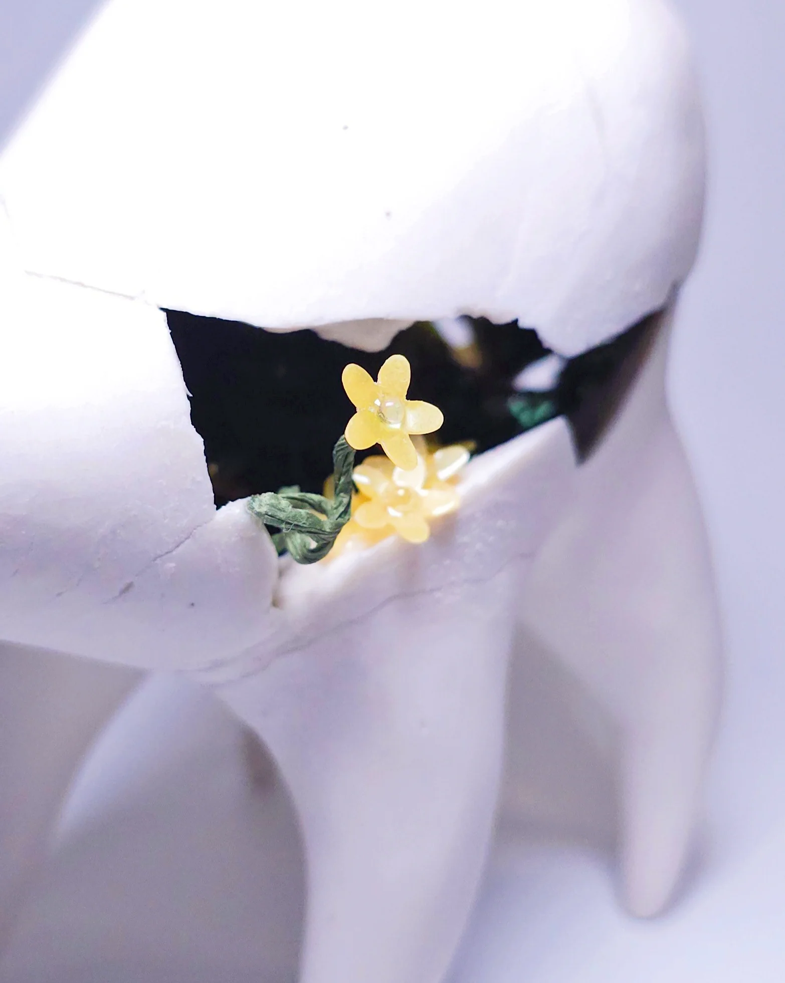 Plants & Flowers 2025 - Sun-Mo Koo - "Breaking Out of the Mold" - Image 2