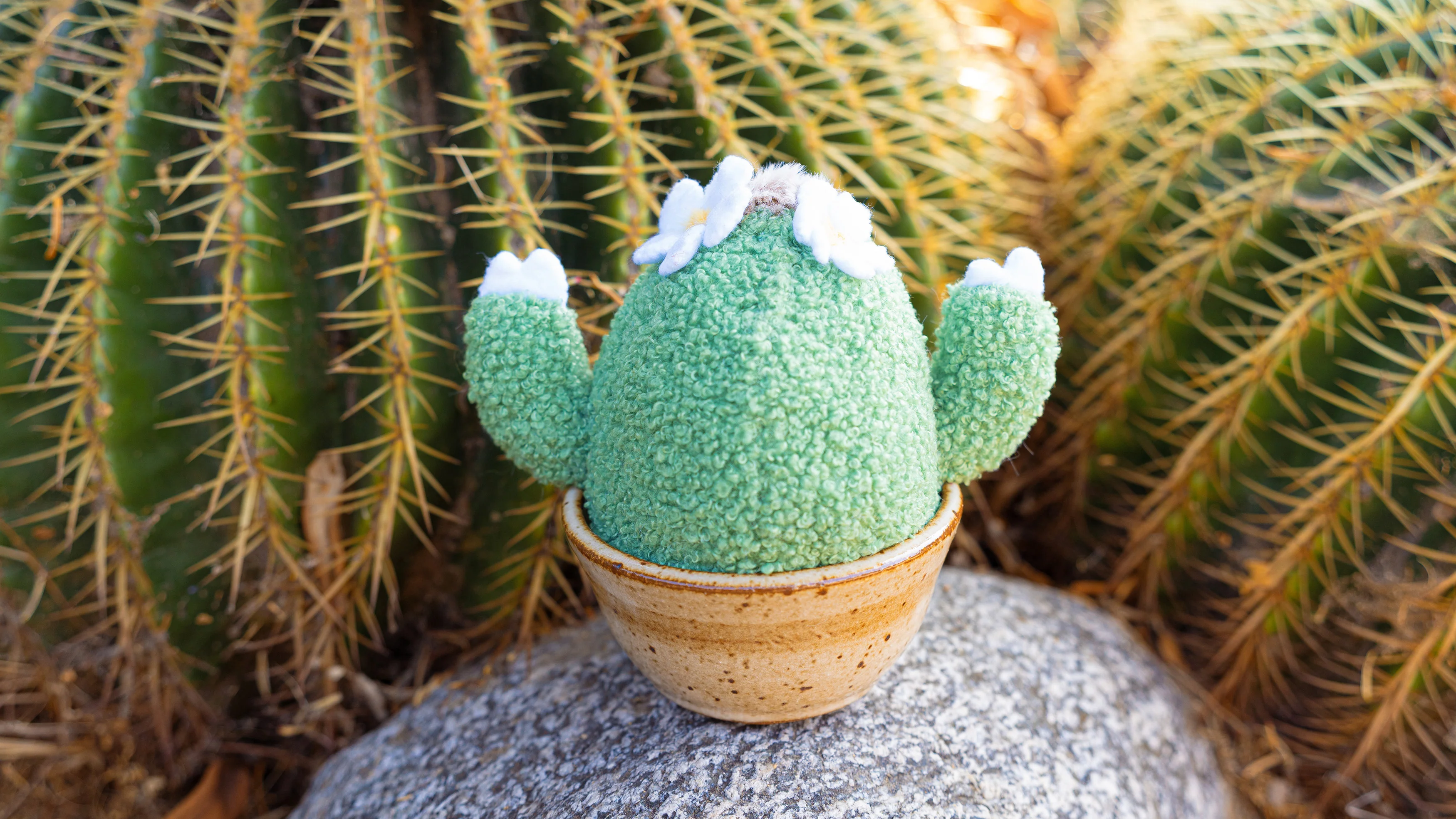 Plants & Flowers Show 2023 - Hollie Mengert - "Cactus" - Image 3