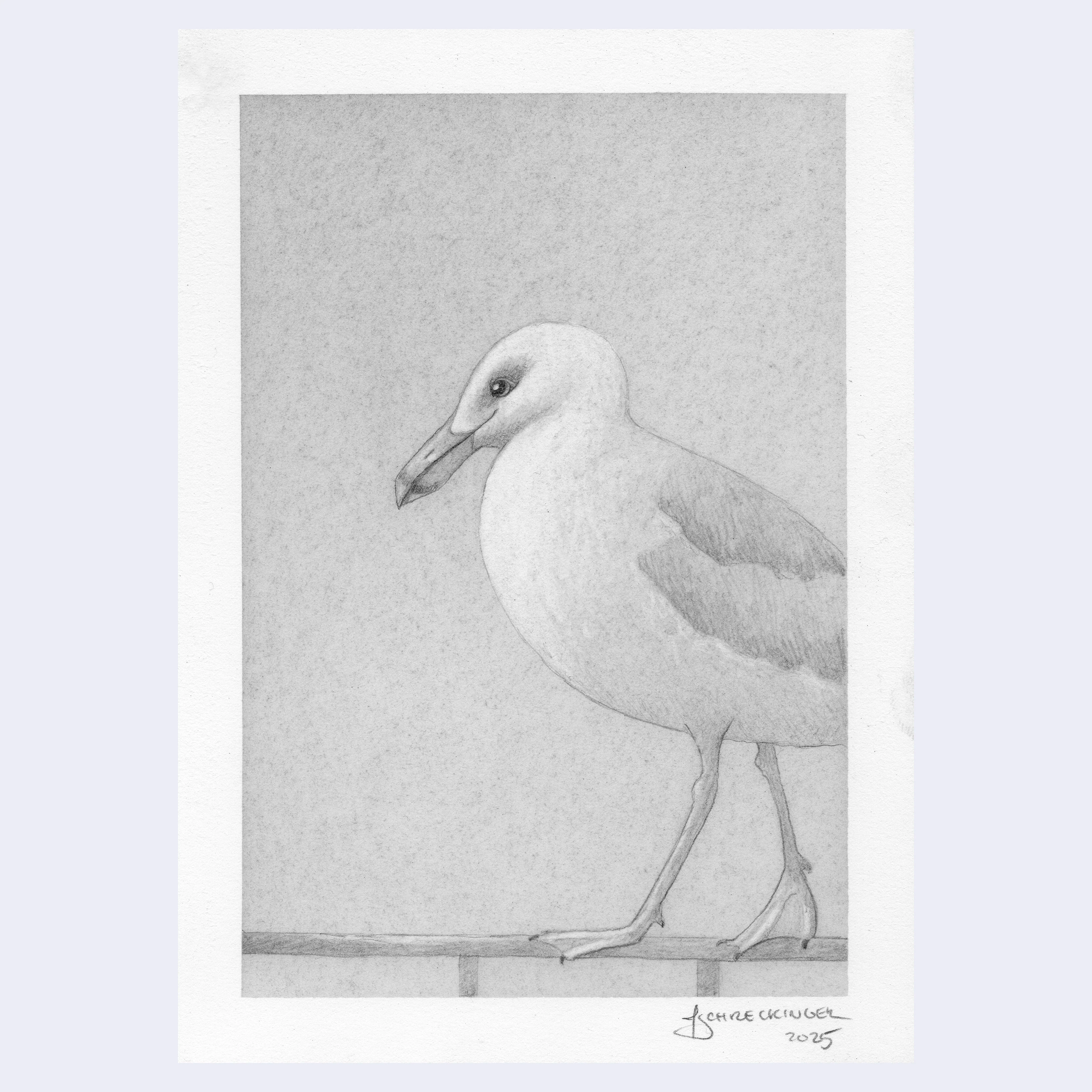 Rakugaki 7 (2025) - Juliet Schreckinger - "Seagull Study 5"