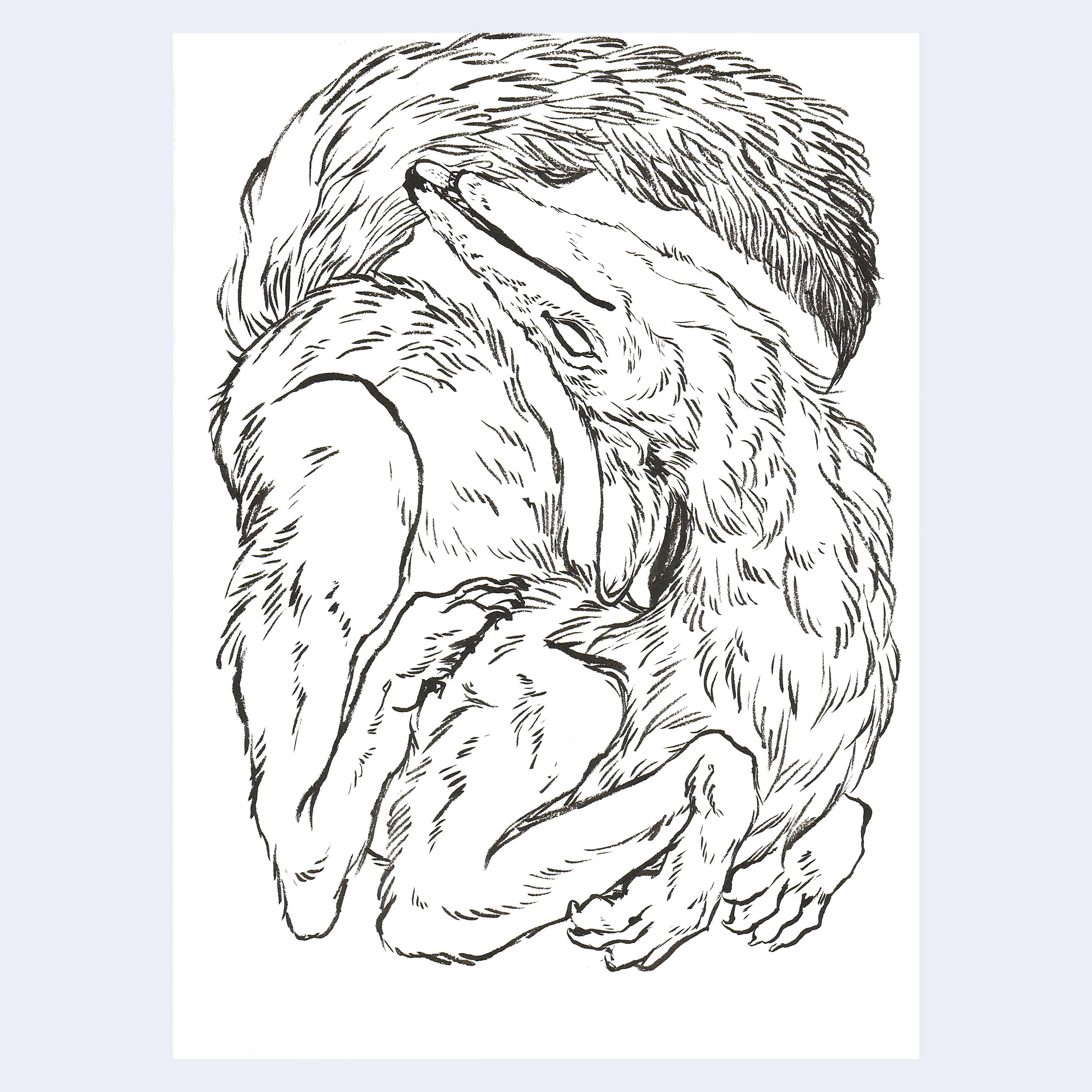 Rakugaki 8 (2026) - Caitlin Canchola - "Curled Coyote"