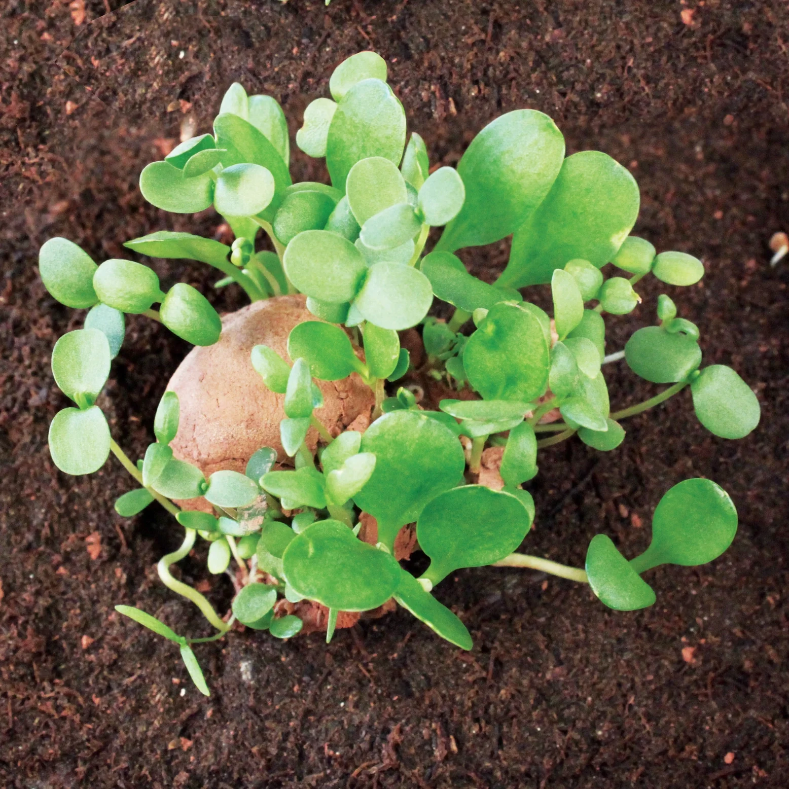 Seed Stones - Cottage Garden Mix - Image 2