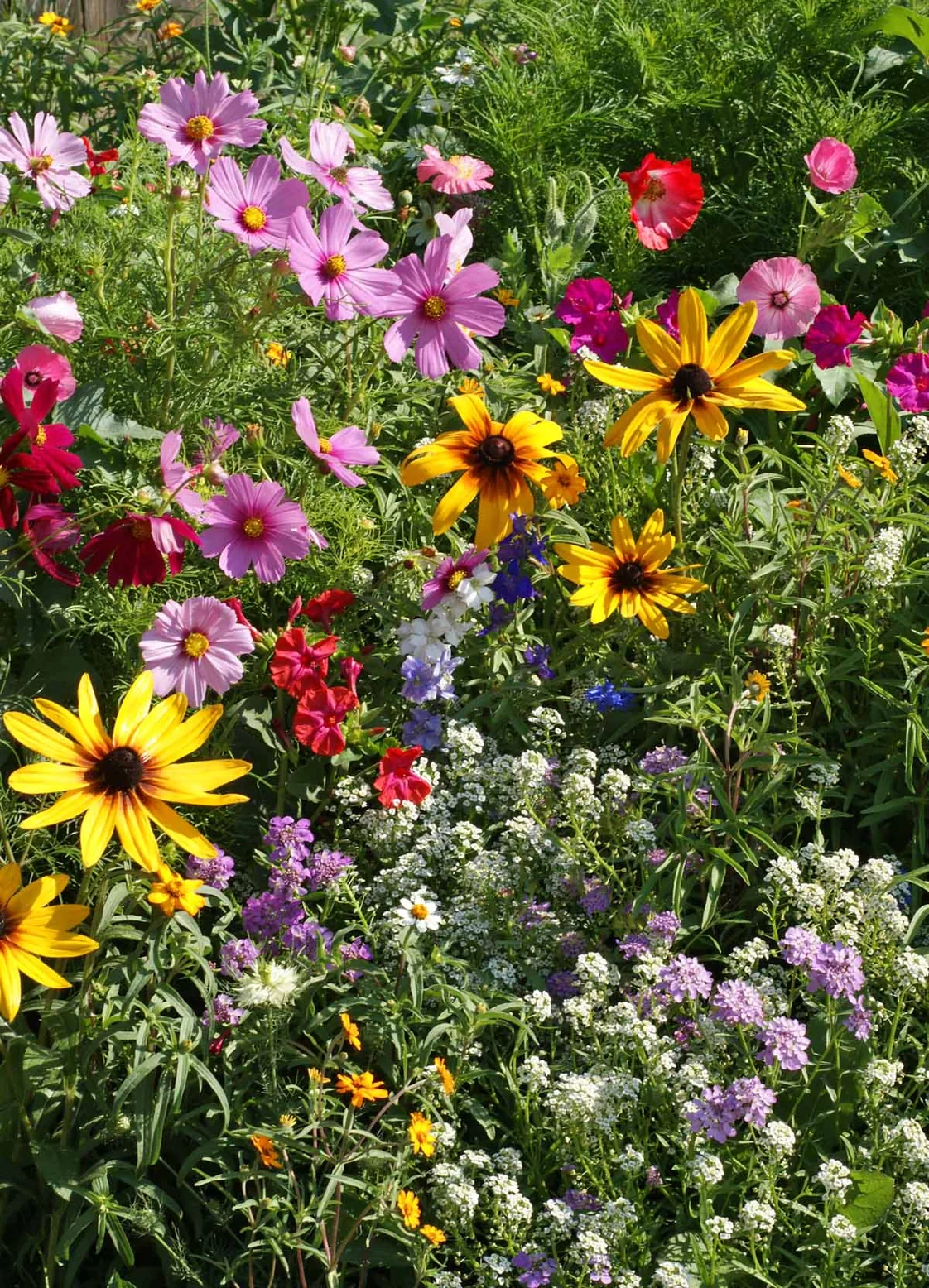 Seed Stones - Cottage Garden Mix - Image 5