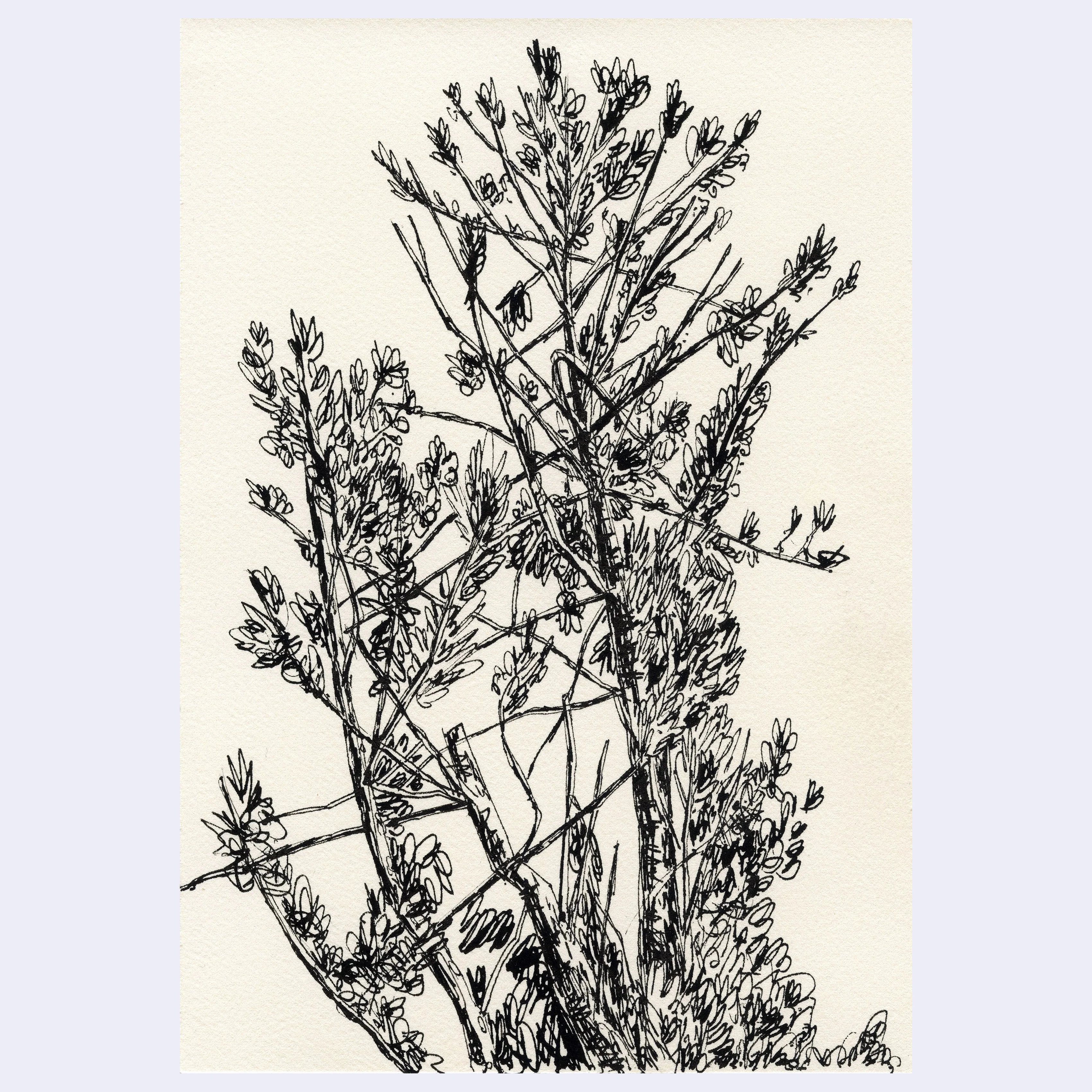 Sitting Outside III - #238 - Trevor Shin - "Winter Tree in the Gardens"