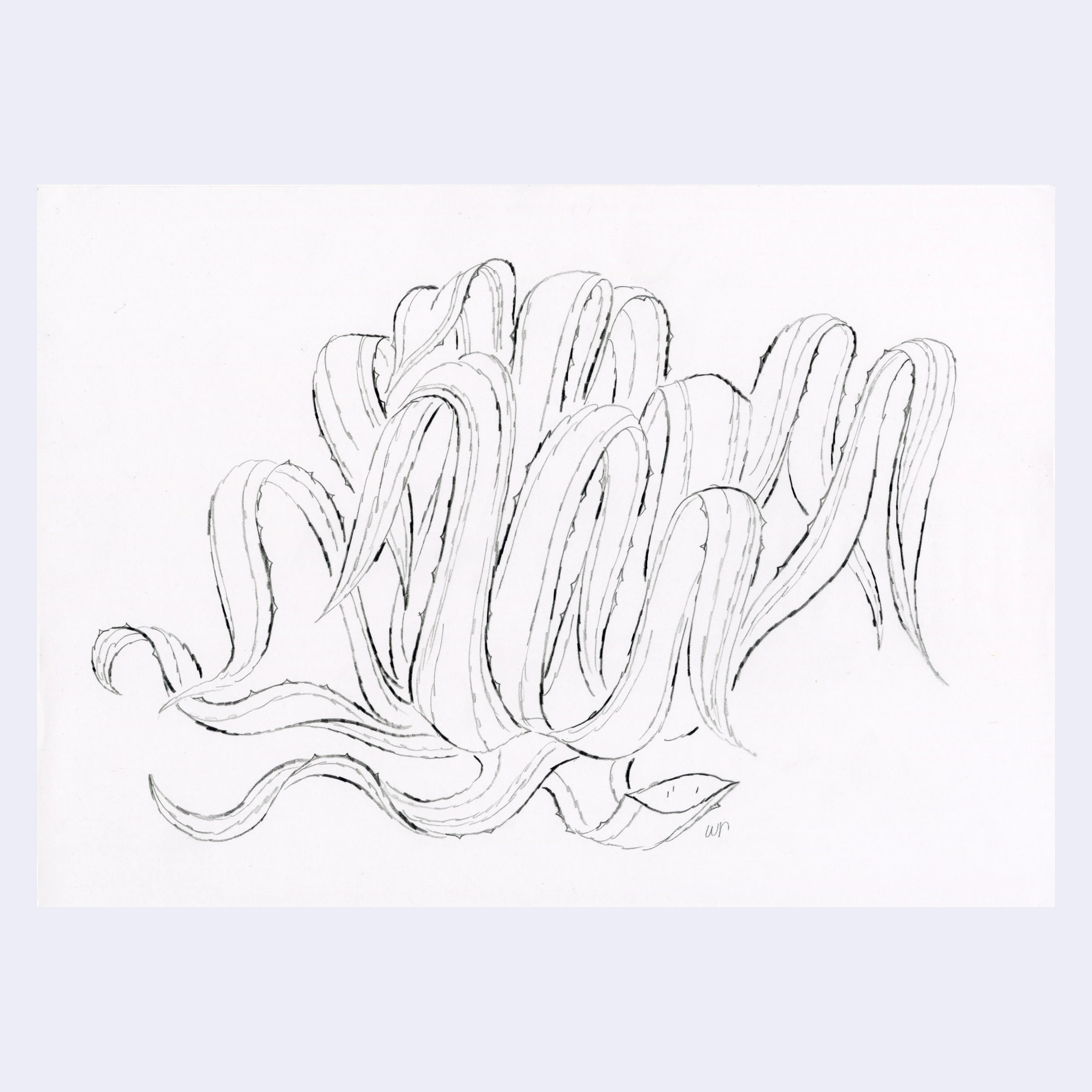 Sitting Outside III - #115 - Willie Real - "Agave Americana Dos"