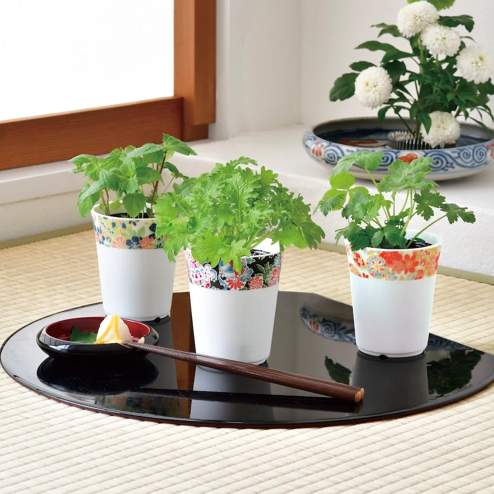 Wagakoro Yakumi - Japanese Spice Cultivation Kit (Assorted) - Image 2
